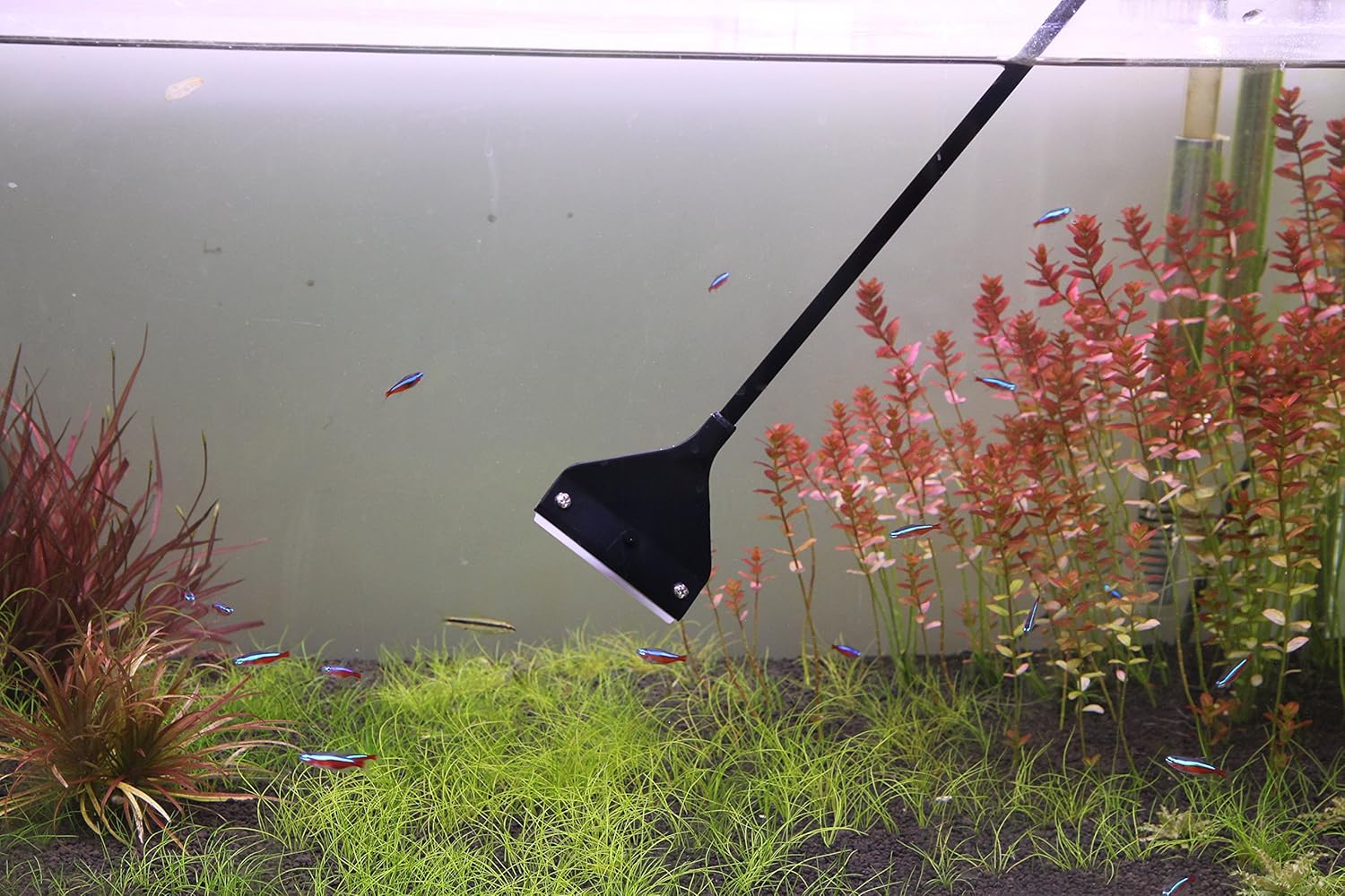 How to Clean Algae from Fish Tank
