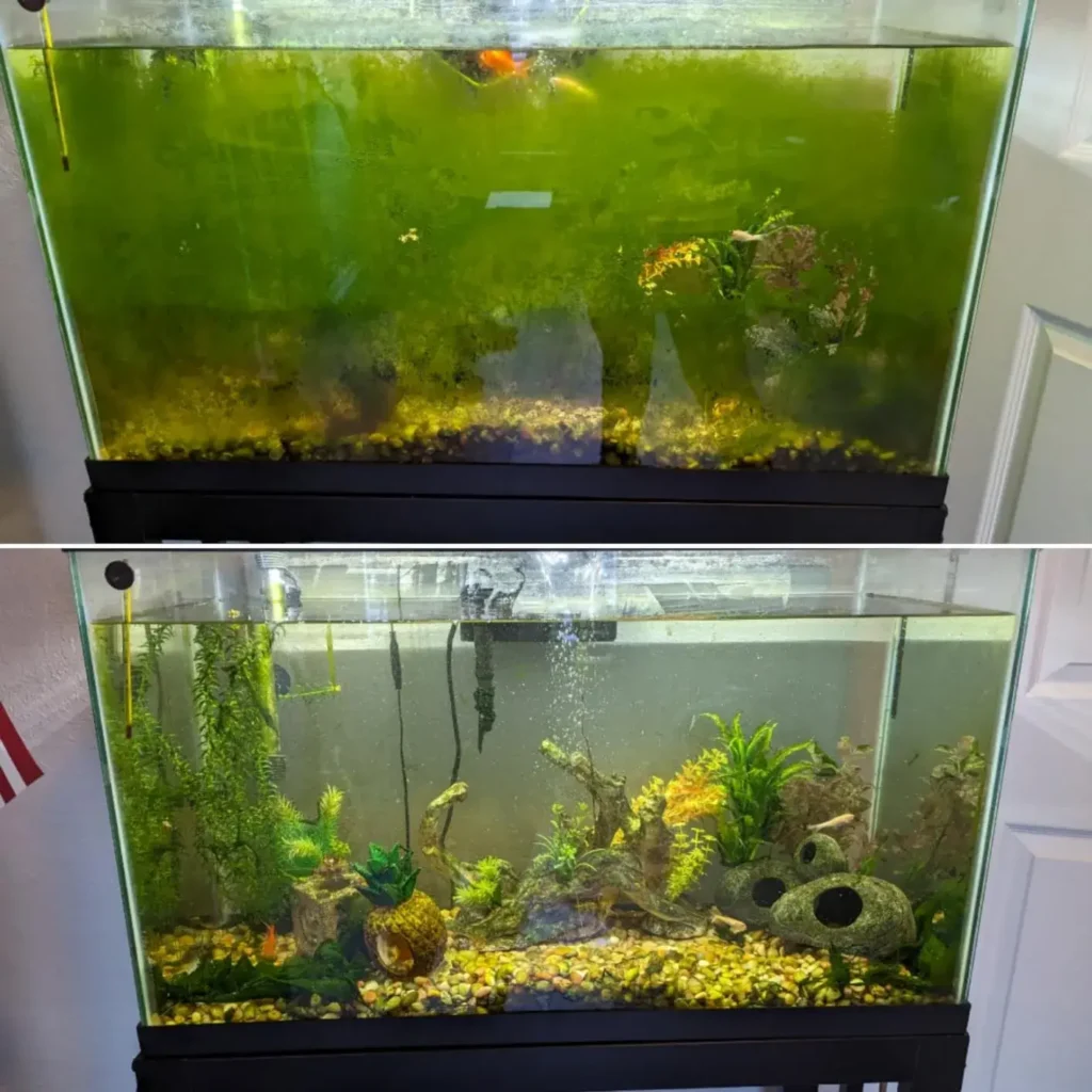 How To Clean Algae From Fish Tank Safely And Easily 